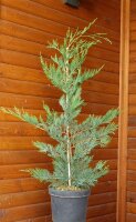 Bastardzypresse- Leylandzypresse - Cupressocyparis leylandii