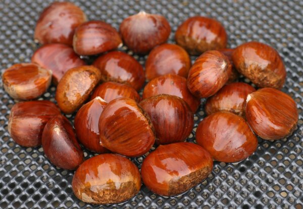 Castanea sativa Marigoule Esskastanie Veredelung H 8-10 cm, im 30 Liter Container