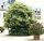 Castanea sativa Marigoule Esskastanie Veredelung H 8-10 cm, im 30 Liter Container