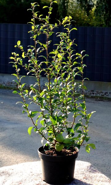 Zierquitte Friesdorfer Typ 205‘ Chaenomeles  Friesdorfer Typ 205‘