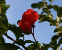 Zierquitte Friesdorfer Typ 205‘ Chaenomeles  Friesdorfer Typ 205‘