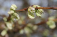 Frühblühende Heckenkirsche - Lonicera x...