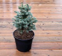 Zwerg-Korktanne - Abies lasiocarpa Compacta