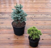 Zwerg-Korktanne - Abies lasiocarpa Compacta
