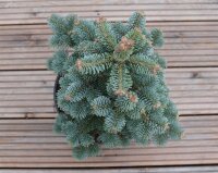 Zwerg-Korktanne - Abies lasiocarpa Compacta