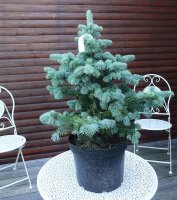 Zwerg-Korktanne - Abies lasiocarpa Compacta