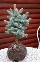Zwerg-Korktanne - Abies lasiocarpa Compacta