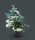 Zwerg-Korktanne - Abies lasiocarpa Compacta