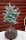 Zwerg-Korktanne - Abies lasiocarpa Compacta