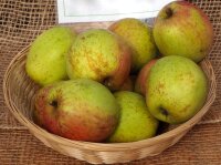 Rheinischer Bohnapfel Malus domestica Apfelbaum...