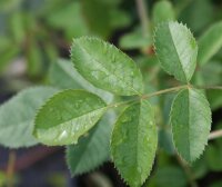 Kriechrose - Feldrose - Bodendeckerrose - Rosa arvensis...