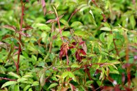 Kriechrose - Feldrose - Bodendeckerrose - Rosa arvensis 60-100 cm, Strauch im 3-Liter Container
