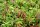 Kriechrose - Feldrose - Bodendeckerrose - Rosa arvensis 60-100 cm, Strauch im 3-Liter Container