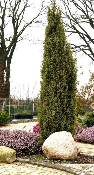 Irischer Säulenwacholder Hibernica - Juniperus communis Hibernica  60-80 cm, im 5-Liter Container