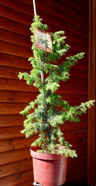 Gemeiner Wacholder - Wildform - weiblich - Juniperus communis  60-80 cm. Strauch im 7,5-Liter Container