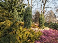 Gemeiner Wacholder - Wildform - weiblich - Juniperus communis  60-80 cm. Strauch im 7,5-Liter Container
