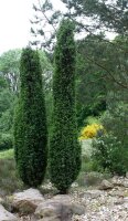 Gemeiner Wacholder - Wildform - weiblich - Juniperus communis  60-80 cm. Strauch im 7,5-Liter Container