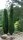 Gemeiner Wacholder - Wildform - weiblich - Juniperus communis  60-80 cm. Strauch im 7,5-Liter Container