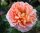 Englische Rose Abraham Darby ®  Austin Rose, dichtgefüllte, aprikosenfarbene Blüte