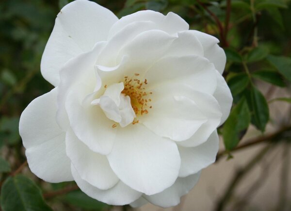 Strauchrose Schneewittchen®  reines Schneeweis, halb gefüllt