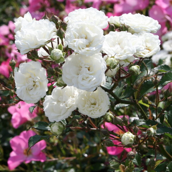 Bodendeckerrose Alba Meidiland ®  weiß, halbgefüllt