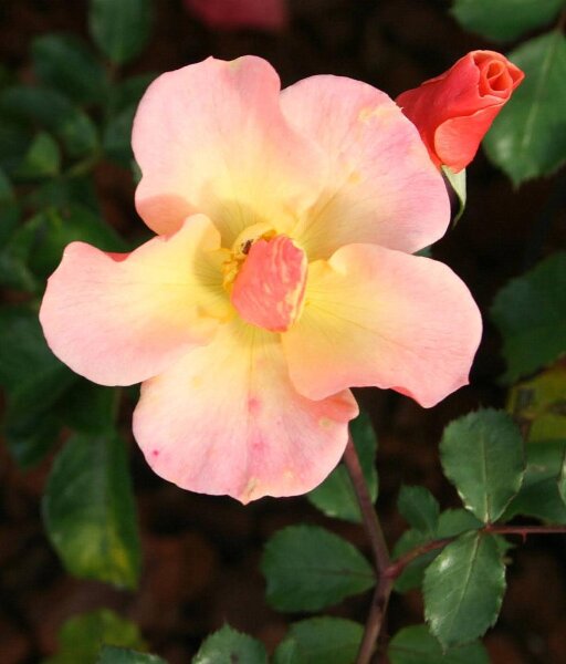 Bodendeckerrose Jazz® - Rosa Jazz® Rose im 4-Liter Container, Qualität A