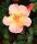 Bodendeckerrose Jazz® - Rosa Jazz® Rose im 4-Liter Container, Qualität A