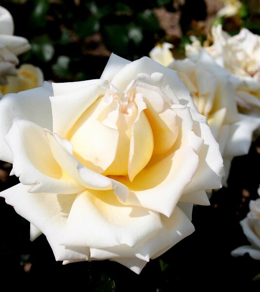 Edelrose Ambiente ® cremeweiße Blüte, stark gefüllt