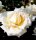 Edelrose Ambiente ® cremeweiße Blüte, stark gefüllt