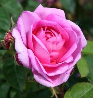 Strauchrose Gertrude Jekyll® tiefrosa, stark...