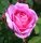 Strauchrose Gertrude Jekyll® tiefrosa, stark gefüllt