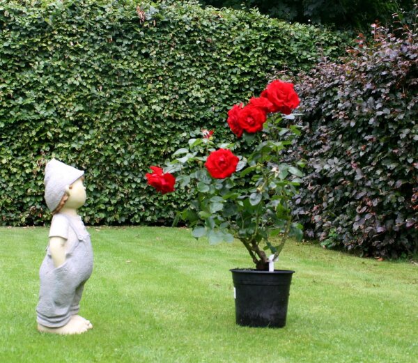 Kletterrose Santana®  blutrot leuchtend, gefüllt