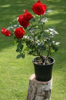 Kletterrose Santana®  blutrot leuchtend, gefüllt