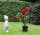 Kletterrose Santana®  blutrot leuchtend, gefüllt