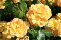 Beetrose Bernstein® bernsteingelbe Blüte,...