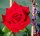 Edelrose Ingrid Bergmann®  samtig, intensiv rot, gefüllt