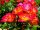 Beetrose Summer of Love‘®,  kirschrot und gelbe Blüte, halbgefüllt Rose im 4-Liter Container, Qualität A