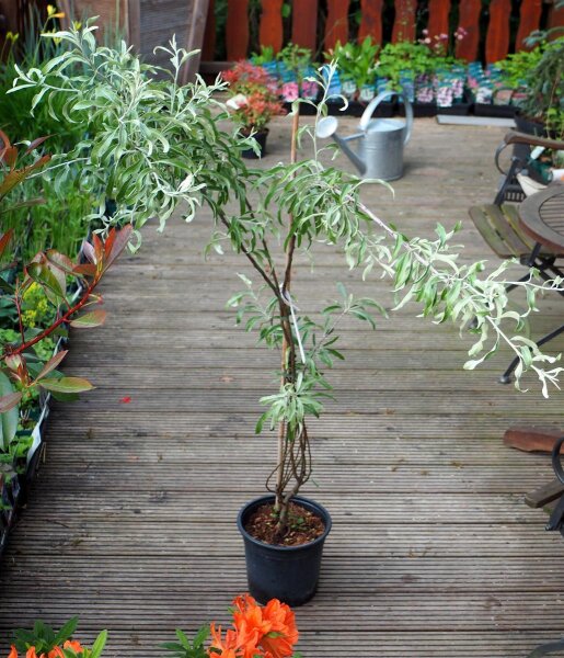 Weidenblttrige Birne Hngeform Pyrus salicifolia 'Pendula', 39,95