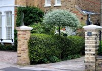 Weidenblättrige Birne - Hängeform Pyrus salicifolia Pendula - Weidenblättrige Hängebirne