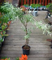 Weidenblättrige Birne - Hängeform Pyrus salicifolia Pendula - Weidenblättrige Hängebirne