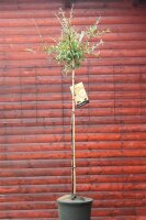 Weidenblättrige Birne - Hängeform Pyrus salicifolia Pendula - Weidenblättrige Hängebirne