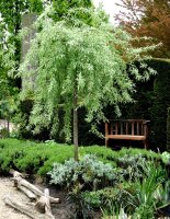 Weidenblättrige Birne - Hängeform Pyrus salicifolia Pendula - Weidenblättrige Hängebirne