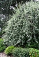 Weidenblättrige Birne - Hängeform  Pyrus salicifolia Pendula Strauch, Fußveredelung, 60-100 cm, im 5-Liter Container