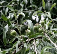 Weidenblättrige Birne - Hängeform  Pyrus salicifolia Pendula Strauch, Fußveredelung, 60-100 cm, im 5-Liter Container