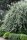 Weidenblättrige Birne - Hängeform  Pyrus salicifolia Pendula Strauch, Fußveredelung, 60-100 cm, im 5-Liter Container