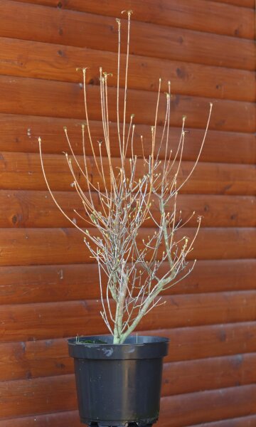 Glockige Prachtglocke Maiglöckchenstrauch Enkianthus campanulatus