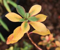 Glockige Prachtglocke Maiglöckchenstrauch Enkianthus campanulatus