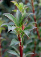 Glockige Prachtglocke Maiglöckchenstrauch Enkianthus campanulatus