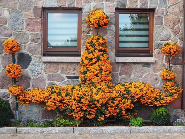 Feuerdorn mit orangenen Beeren - Pyracantha coccinea Orange Glow  60-80 cm,Strauch  im 2-Liter-Container