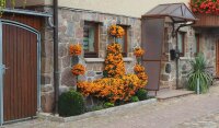 Feuerdorn mit orangenen Beeren - Pyracantha coccinea Orange Glow  60-80 cm,Strauch  im 2-Liter-Container